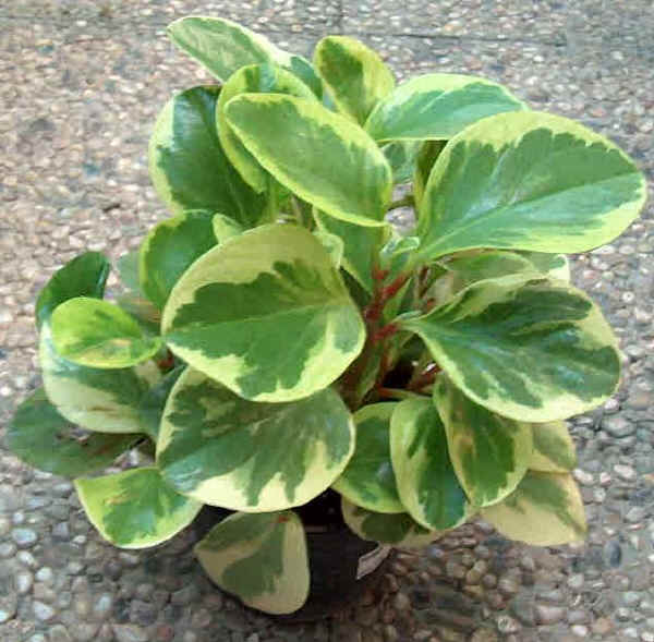قاشقی , Peperomia, Green_ripple Plant,Baby Rubber Plant, Pepper Face, American Rubber Plant, Desert 